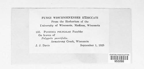 Puccinia polygalae
